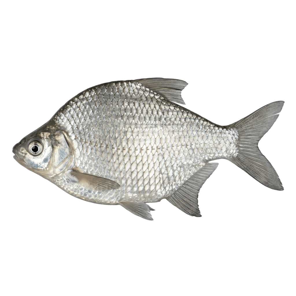 Белый амурский лещ