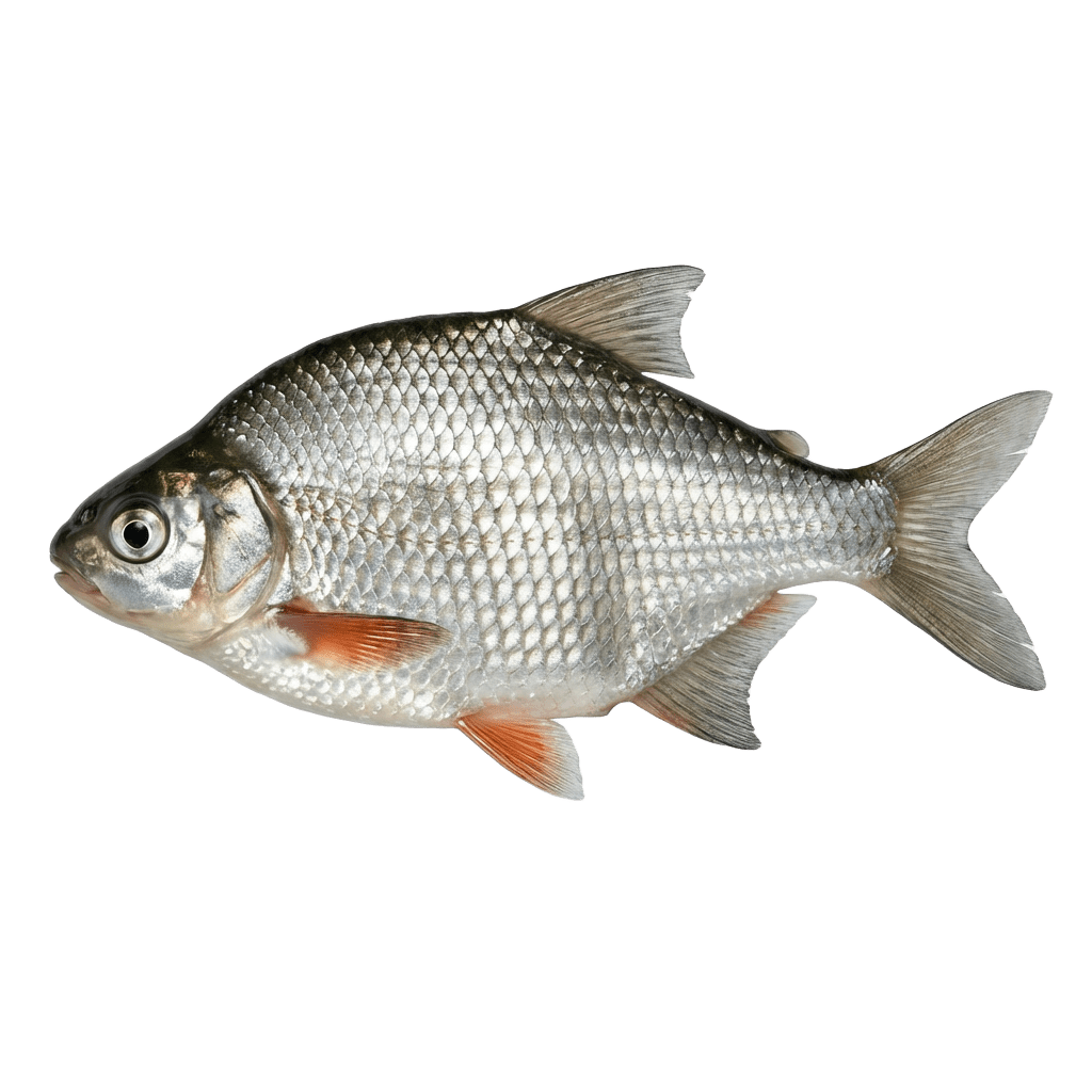 Густера
