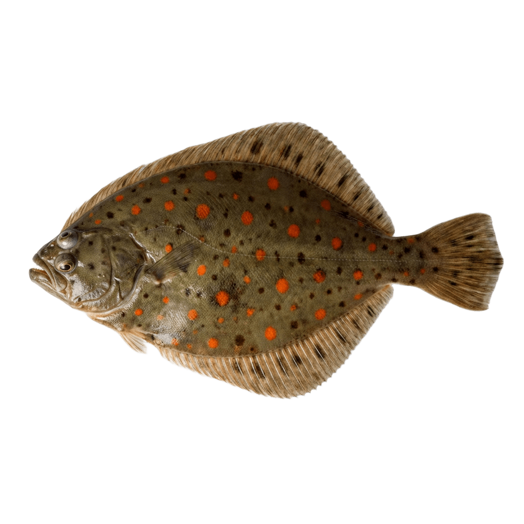 Камбала морская