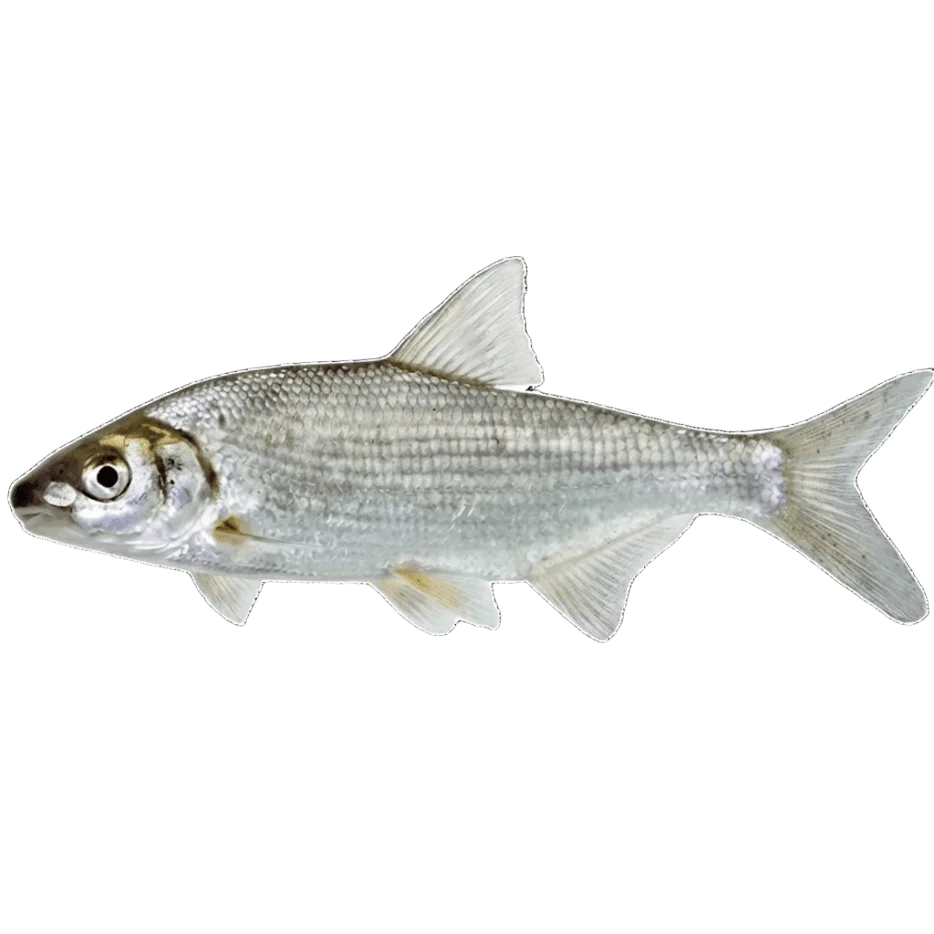 Рыбец (сырть)